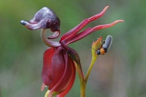 Universal Truth, New Blog, Random, Flying Duck Orchid, Australia, Caleana major, Labellum, Interesting, Flowers,